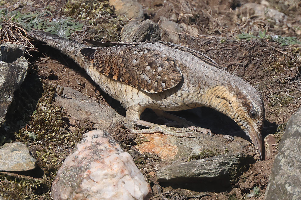 Wryneck